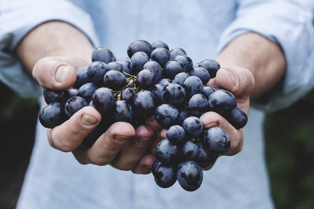 Deux mains tiennent une grappe de raisin noir.
